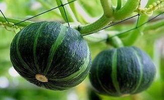 静安网红吃瓜事件真相揭秘,揭秘背后真相与争议