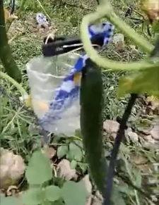 廊坊网红吃瓜事件视频,一场网络热议的幕后真相揭秘