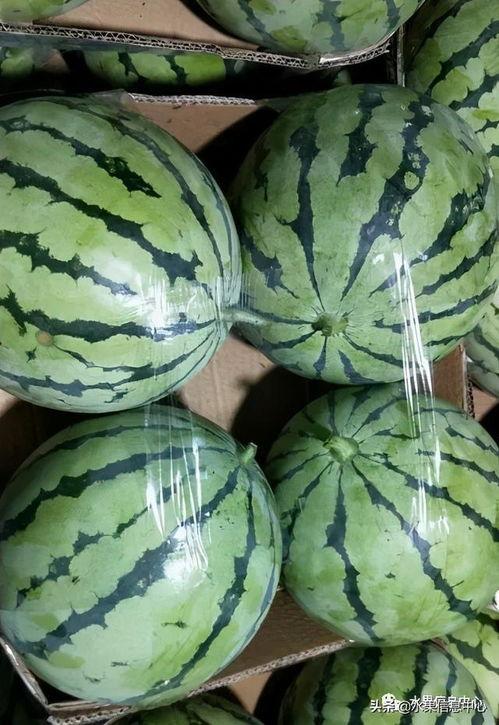 版纳网红吃瓜事件,揭秘背后真相与网络舆论风暴