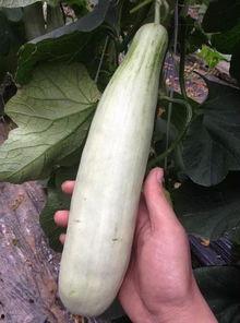 吃瓜视频的网红有哪些,吃瓜群众眼中的网红风云录