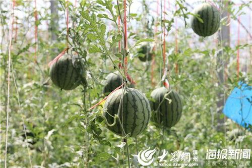 五一拍到网红吃瓜,揭秘热门事件幕后真相