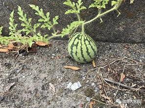 网红黑历史吃瓜网,吃瓜网带你一探究竟