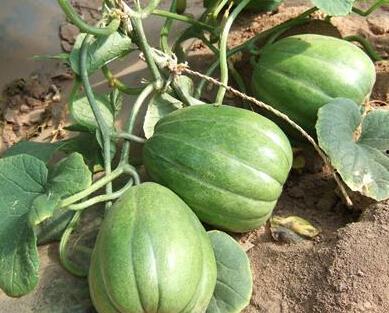 51吃瓜网有没有病毒,安全上网，警惕病毒侵袭