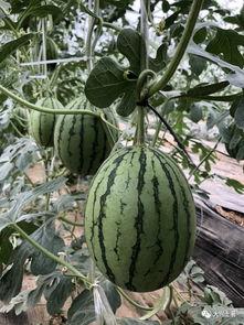 康县吃瓜网红是谁啊,网络红人背后的故事