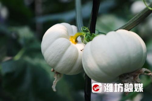 一起吃瓜官网潍坊,探寻潍坊美食与趣事