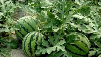 吃瓜和网爆的区别,揭秘网络舆论的两种传播方式