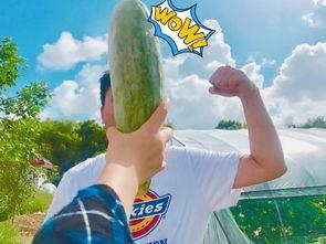 网红晚晚吃瓜,揭秘娱乐圈幕后真相