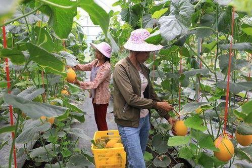 成县的吃瓜网红都有谁