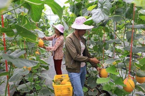 凉山吃瓜网红,揭秘网红背后的生活与美食之旅