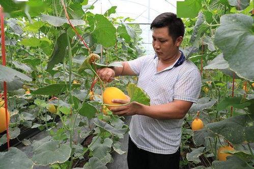 网红村长吃瓜,一场乡村美食盛宴