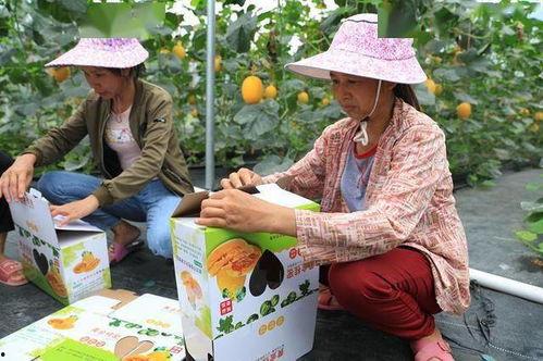 网红村长吃瓜,一场乡村美食盛宴