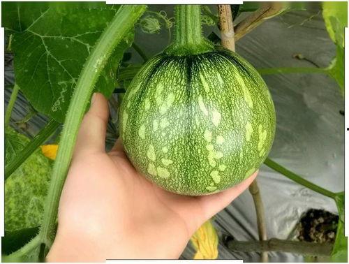 吃瓜网云南蔡金发24秒,揭秘背后真相