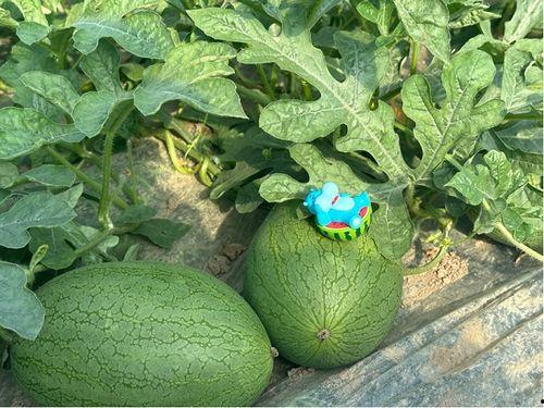 永年网销吃瓜事件视频