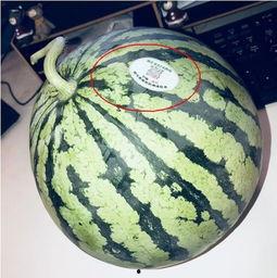 庆阳网红吃瓜,揭秘背后真相与网络舆论风暴