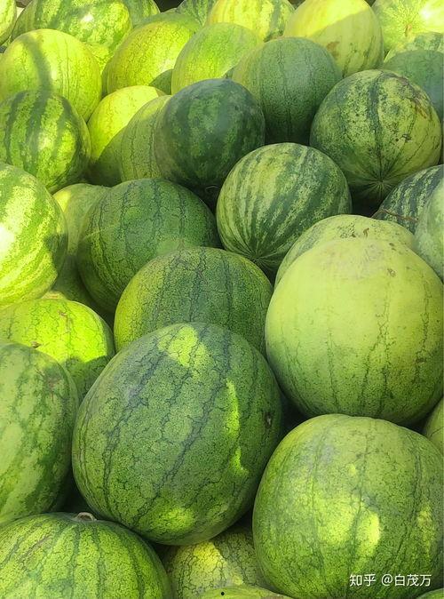 东北网红现在怀孕吃瓜,揭秘孕期生活点滴