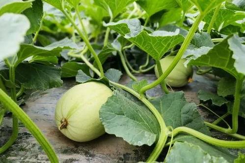 网红小a视频吃瓜,揭秘娱乐圈幕后真相