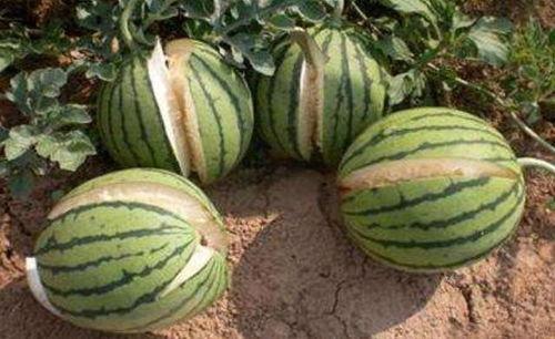 茂名网红吃瓜事件真相