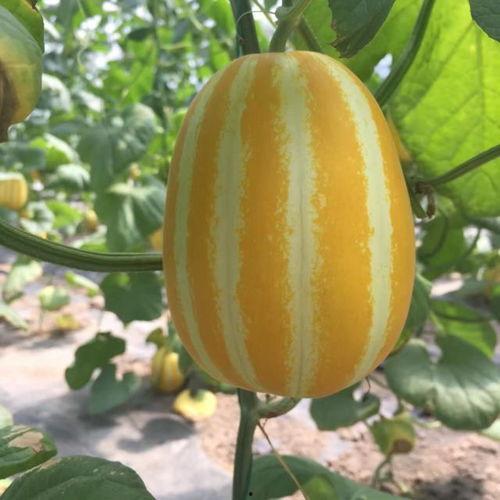 上海中学吃瓜网,揭秘校园热点，畅谈青春故事