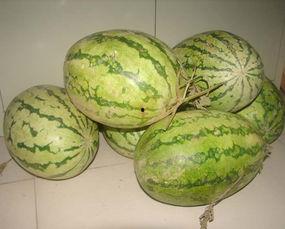 吃瓜部落官网,探寻网络红人背后的故事与魅力