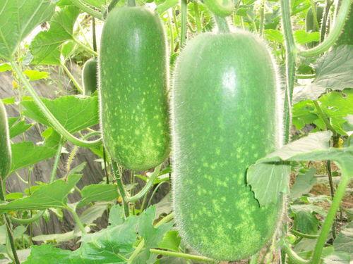 629吃瓜网地址,带你走进网络八卦的神秘世界