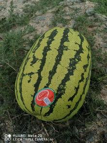 瓜网吃瓜入口,揭秘娱乐圈幕后真相