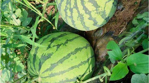 瓜网吃瓜入口,揭秘娱乐圈幕后真相