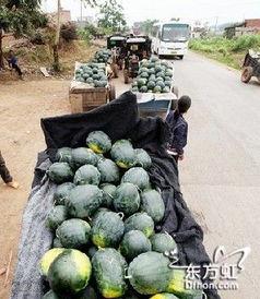 成县网红吃瓜事件