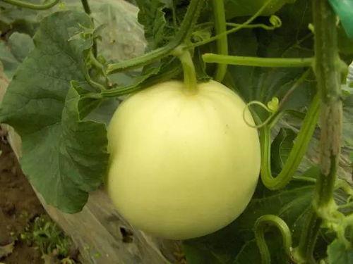 成县网红吃瓜事件