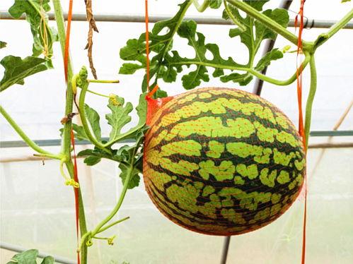 51cgplus吃瓜网,揭秘娱乐圈最新热点事件