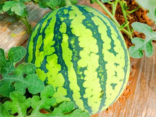 黑瓜福利网-在线吃瓜