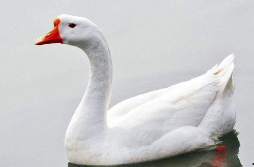 网红大鹅吃瓜图片搞笑