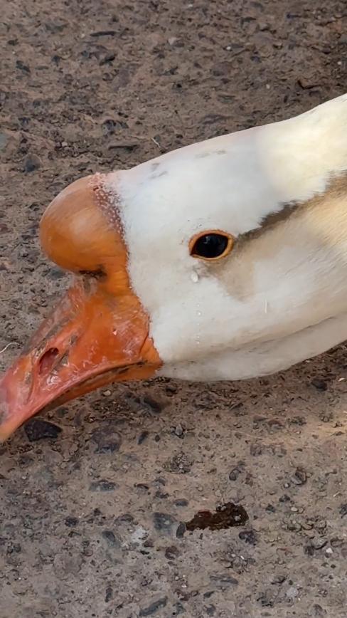 网红大鹅吃瓜图片搞笑