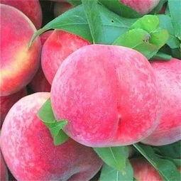 泰安网红市花吃瓜,吃瓜群众的“瓜中皇后”