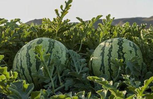 泰安网红市花吃瓜,吃瓜群众的“瓜中皇后”