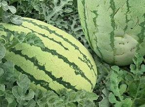 康县网红怎么吃瓜