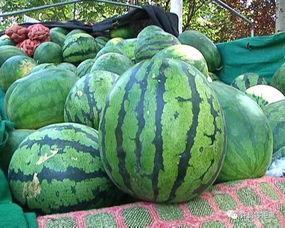 康县网红怎么吃瓜