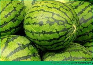 网瓜什么时间种最合适吃