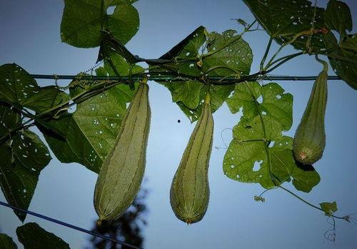 网瓜什么时间种最合适吃