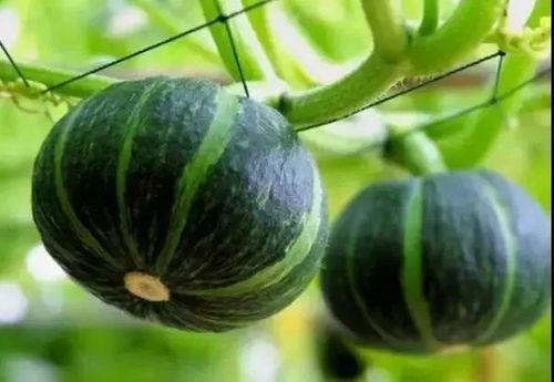 300万的网红吃瓜事件,真相与争议交织