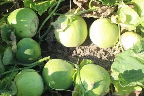 吃瓜地址网,带你领略网络八卦的魅力