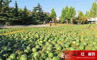 校园吃瓜网在线吃瓜,揭秘校园热点，在线吃瓜乐趣无限