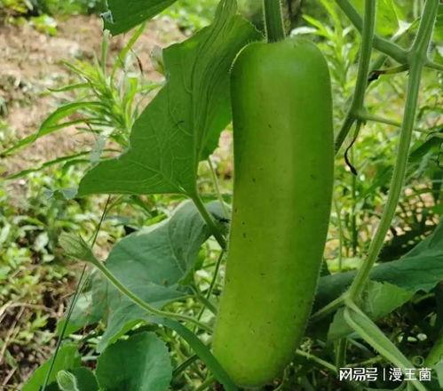 吃瓜网我爱吃瓜,带你领略网络吃瓜文化的魅力