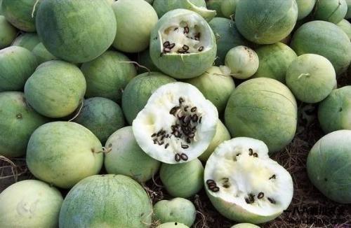 全球吃瓜俱乐部官网