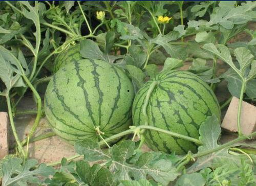 诸暨网红吃瓜事件,揭秘网络舆论背后的真相与反思