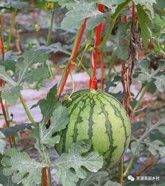 网红正能量吃瓜福利